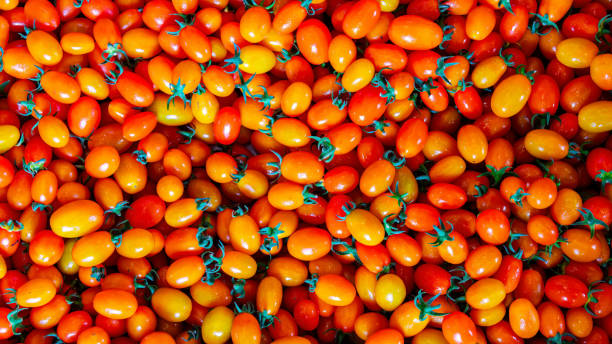 SHEBE FARMS landscape showing modern tomato cultivation