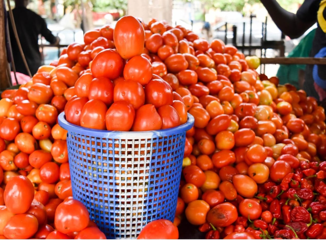 SHEBE FARMS modern cultivation